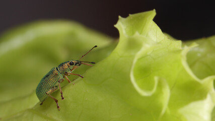 Escarabajo Phyllobius sobre hoja árbol