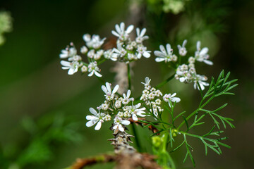 white flowers in a garden