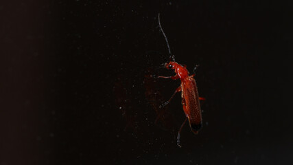 Éste insecto llamado Escarabajo soldado rojo o Coracero rojo, se fotografío en Cantabria