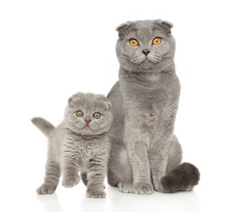 Scottish fold cat and kitten