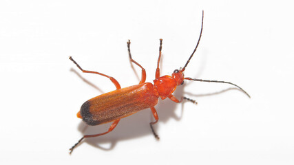 Éste insecto llamado Escarabajo soldado rojo o Coracero rojo, se fotografío en Cantabria