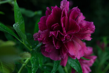 Beautiful summer garden flowers close-up.