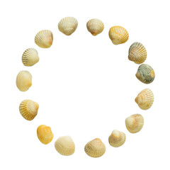 seashells on a white background