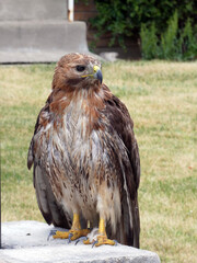 Falcon sitting on the stone
