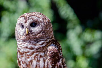 Close up portrait of  regal a Barred owl