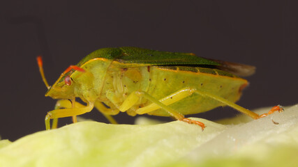 Insecto escudo verde o chinche verde