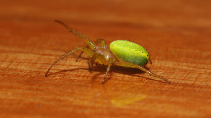 Araña Verde Común