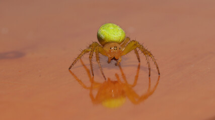 Araña Verde Común