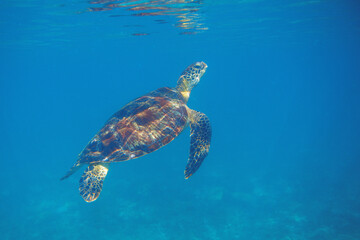 Sea turtle in blue seawater swim to water surface. Aquatic animal underwater photo. Green sea turtle full body