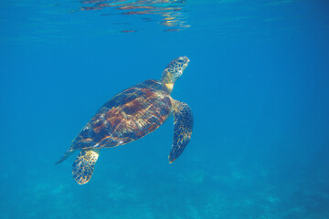 Obraz premium Sea turtle in blue seawater swim to water surface. Aquatic animal underwater photo. Green sea turtle full body
