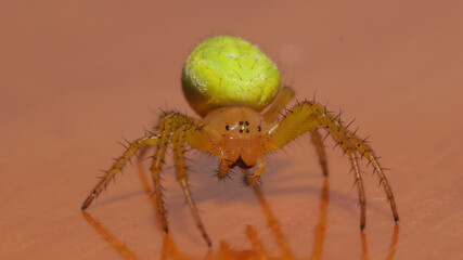 Araña Verde Común