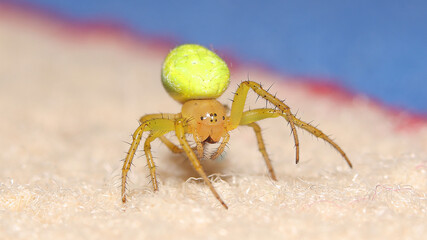 Araña Verde Común