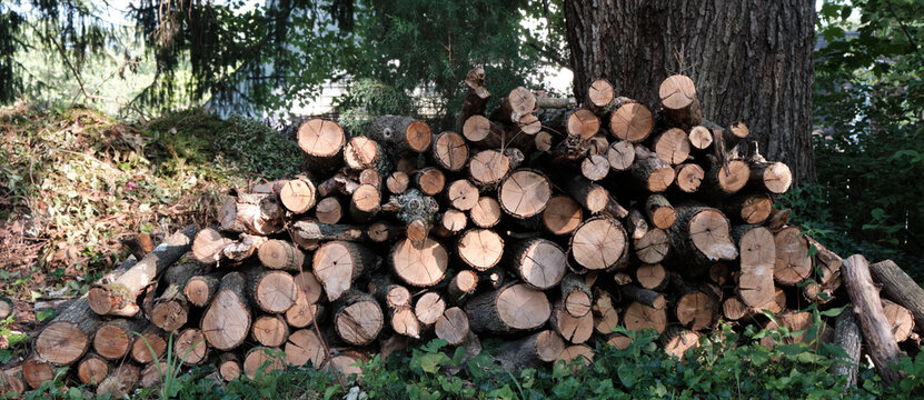 stack of firewood