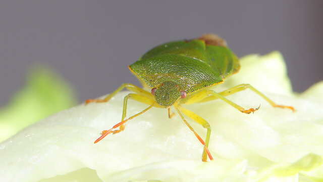 Insecto escudo verde o chinche verde
