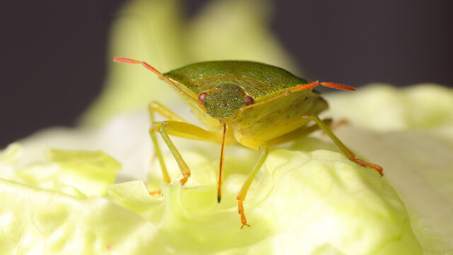 Insecto escudo verde o chinche verde