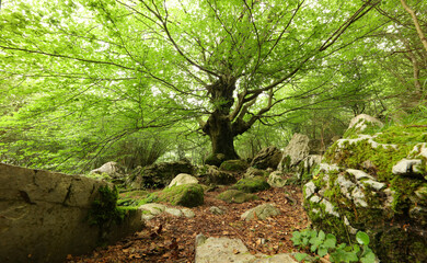 Haya en Cantabria, España