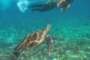 Naklejka na ściany i meble Sea turtle and tourist swim in blue water. Snorkeling with sea turtle. Marine sanctuary in tropical island lagoon