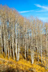 A grove of aspen trees along a trail a short distance from Red Fish Lake, Idaho