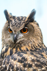The great horned owl (Bubo virginianus), also known as the tiger owl or the hoot owl, is a large owl native to the Americas. 