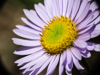 Obraz premium Close up Daisy flower