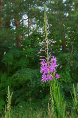 Single flower willow-herb. Blooming colorful flower with soft green background