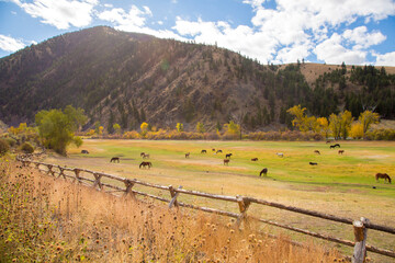 A meadow and log fence that borders the Salmon River (River of No Return) during the fall season, north of Carmen, Idaho.