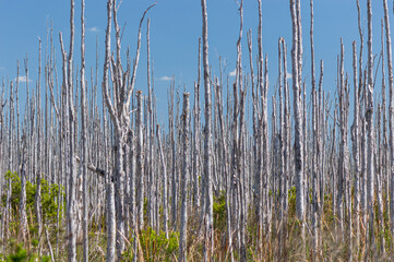 Forest of dead melaleuca trees