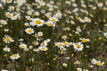 White chamomile flowers on a spring grassy meadow. Close-up top view. Its flower is similar to daisies or small chrysanthemums. shallow depth of field