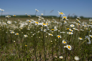 White chamomile flowers on spring grass meadow. A sunny day on a blue sky background. Its flower is similar to daisies or small chrysanthemums. shallow depth of field