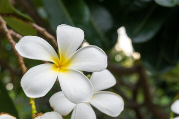 Fototapeta na wymiar The white frangipani with leaves. White plumeria.