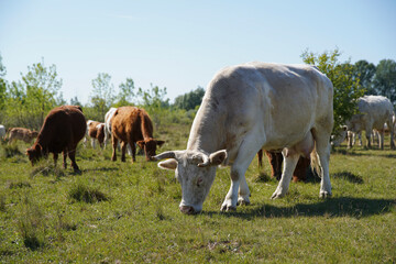 Cattle cows and calves graze in the grass. keeping cattle under the open sky. Blue sky with clouds. Europe Hungary