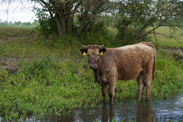 The cow stands in the river and they graze and drink on the bank of the stream. Cattle-breeding. Europe Hungary.