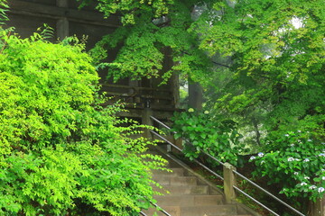 世界遺産　新緑の中尊寺