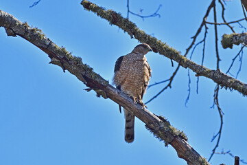 Cooper's Hawk aka  Accipiter cooperii