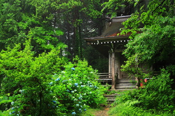 Fototapeta premium 世界遺産 新緑の中尊寺