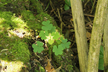 Clovers in the Woods