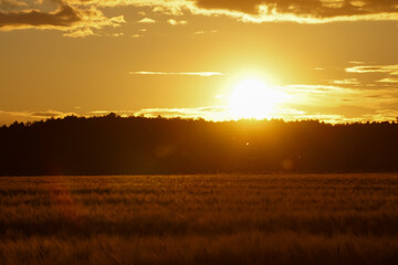 Sunset backlit on a grain wheat or barley field. Amazing sunset, dramatic scenic landscape. The plant is ready for harvest.