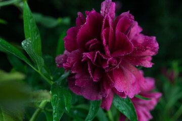 Beautiful summer garden flowers close-up.
