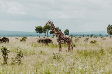 A girraffe and an elephants in the wild in Mikumi National Park Morogoro Tanzania