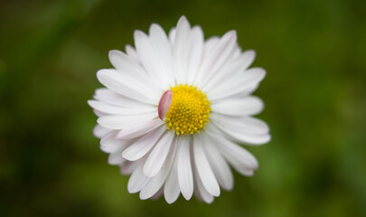 Obraz premium Beautiful summer garden flowers close-up.