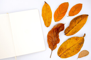 Fototapeta na wymiar Orange leaf and blank notebook flat lay on white background. Open sketchbook white paper top view photo mockup. Yellow red tree leaf backdrop for seasonal banner. Drawing on empty page template