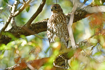 Cooper's Hawk, Juvenile