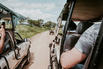 An elephant calf in the middle of the road during a safari in Mikumi National Park