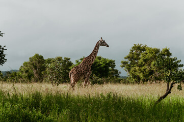 giraffe in the savannah in mikumi national park