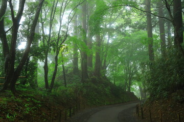 Obraz premium 世界遺産 新緑の中尊寺