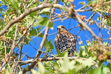 Cooper's Hawk aka Accipiter cooperii