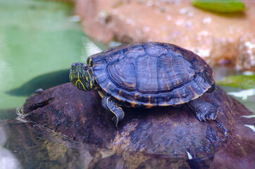 Beautiful animals photographed in a zoo in Brazil with natural light.