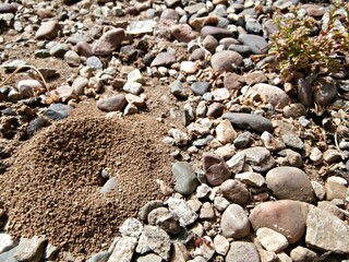 A small deserted ant mound with no visible ants was constructed among large gravel and near a sickly weed.