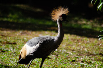 Beautiful animals photographed in a zoo in Brazil with natural light.