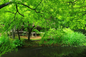 世界遺産　新緑の中尊寺